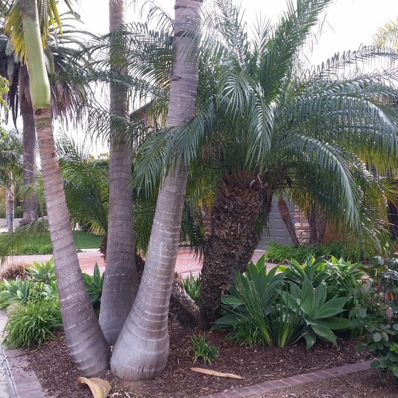 Meet your Posher, Posh - Picture 4 of 10